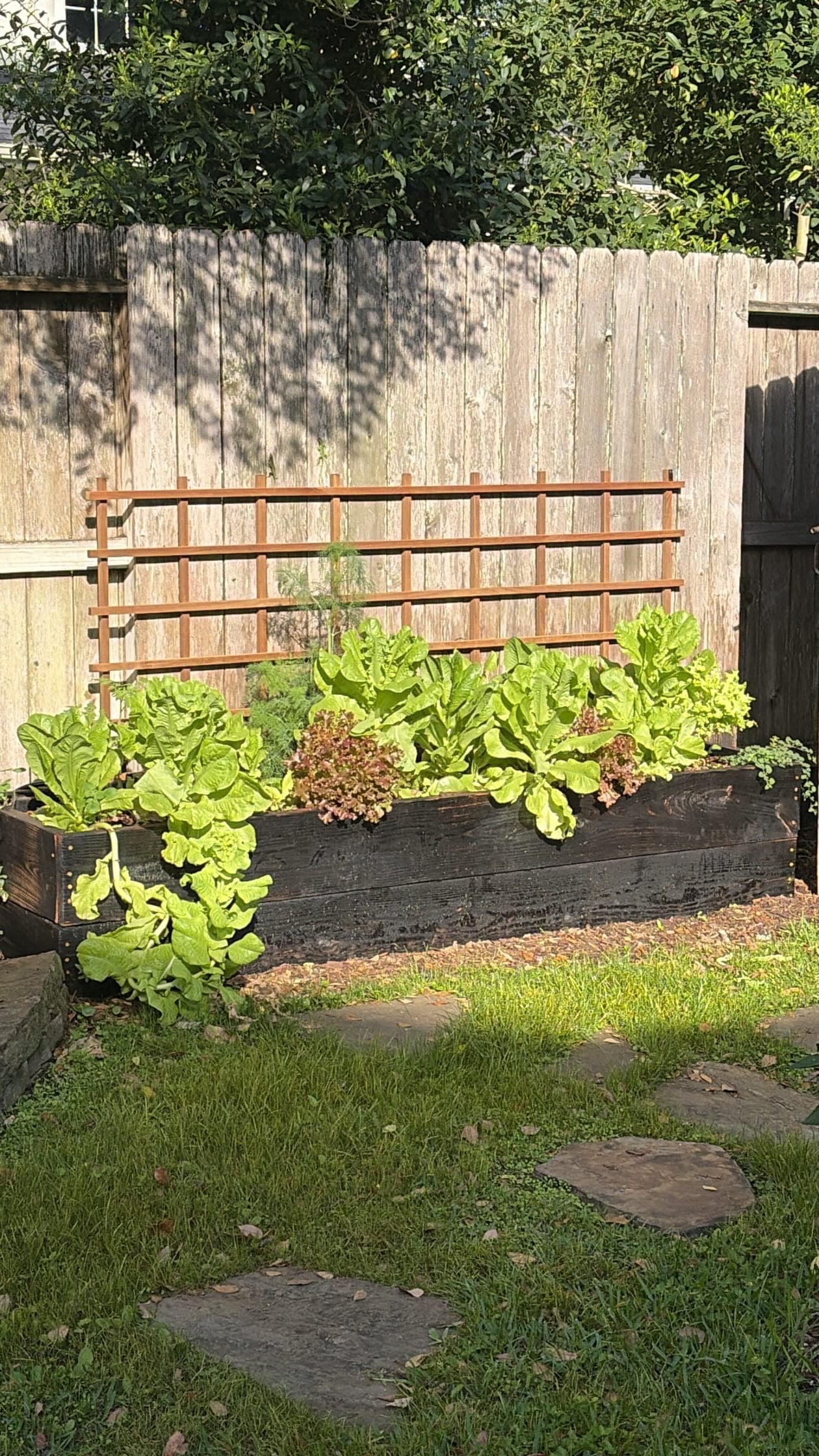 Charred bed at sunset. Cut the lettuce.